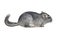 Silver Chinchilla on white background