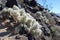 Silver Cholla cactus on Black Mountain near Las Vegas Nevada.