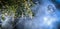 Silver cobweb on a tree branch lit by moonlight against a blue foggy sky with a blue moon