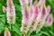 Silver Cocks Comb or Celosia plant with fuzzy comb of soft pink background asset