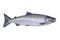 Silver or Coho Salmon isolated on a white background