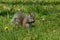 Silver coloured squirrel