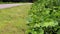 Silver comet trail - Paved trail and green summer lush green foliage