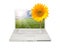 Silver Computer Laptop Isolated with Sunflower