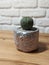 Silver concrete pot with owl silhouette and small globose cactus