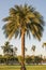 Silver date palm tree in a garden.Common names including the Indian date,Sugar date palm,wild date palm.Phoenix sylvestris
