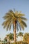 Silver date palm tree in a garden.Phoenix sylvestris