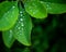 Silver dew drops on the young barberry leaves