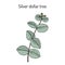 Silver dollar tree eucalyptus cinerea , or argyle apple, silver-leaf stringybark, medicinal plant