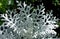 Silver Dust, Senecio cineraria