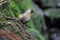 Silver-eared laughingthrush