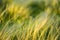 Silver feather grass swaying in wind in steppe