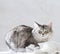 Silver female cat, siberian breed