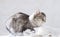 Silver female cat, siberian breed