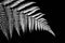 Silver fern