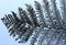 Silver Fern Branches