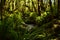 Silver fern forest with native endemic trees, Fjordland, New Zealand