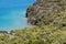 Silver fern forest on New Zealand coastline