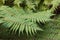 Silver fern fronds