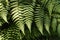 Silver fern leaves background