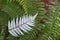 Silver Fern New Zealand