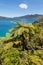 Silver ferns growing at Marlborough Sounds in New Zealand