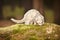 Silver ferret posing in forest on moss for portrait