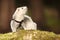 Silver ferret posing in forest on moss for portrait