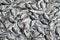 Silver fishes drying on silver background