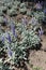 Silver foliage and violet flowers of Veronica