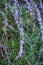 Silver fountain butterfly bush, Buddleja alternifolia Argentea, flowering shrub
