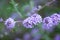 Silver fountain butterfly bush, Buddleja alternifolia Argentea, lavender flowers