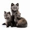 Silver fox with cubs isolated on white close-up, beautiful furry