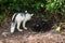 Silver Fox and Marble Fox (Vulpes vulpes) in Den