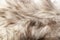 Silver fox real fur closeup. Fox wolf real fur texture pattern.