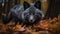 Silver Fox\\\'s Stealthy Stalk in the Canadian Wilderness