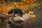 Silver Fox Vulpes vulpes Nose Down on Rock in Autumn