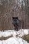 Silver Fox Vulpes vulpes Peers Out Between Weeds on Embankment Winter