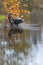 Silver Fox Vulpes vulpes On Rock Tail Up Reflected in Water Autumn