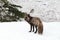 Silver Fox (Vulpes vulpes) - Silver phase of Red Fox , Washington WA , USA