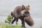 Silver Fox (Vulpes vulpes) - Silver phase of Red Fox , Washington WA , USA