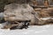 Silver Fox Vulpes vulpes Sits By Log