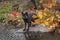 Silver Fox Vulpes vulpes Stands on Rock Front Paws Nearly in Water Autumn