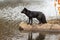 Silver Fox Vulpes vulpes Stands on Rock Looking Left Ripples and Reflection Autumn