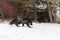 Silver Fox Vulpes vulpes Walks Right in Front of Old Truck in Woods Winter