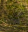 Silver and gold cobweb near Kladska pond