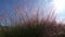 Silver grass plants with flowers shining and moving in bright sunlight