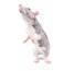 Silver-gray decorative rat with white belly standing on hind legs close-up isolated on white background