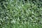 Silver gray evergreen foliage of Cerastium tomentosum also called Snow-in-summer