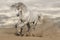 Silver gray horse in desert